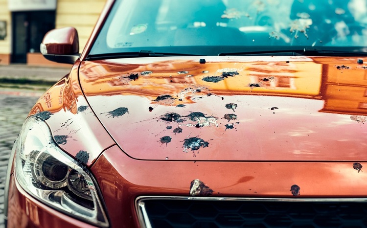 How to Clean Bird Poop From a Car: 6 Easy Solutions