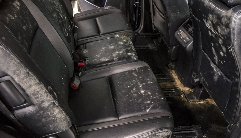 How To Clean Mold Off Leather Car Seats